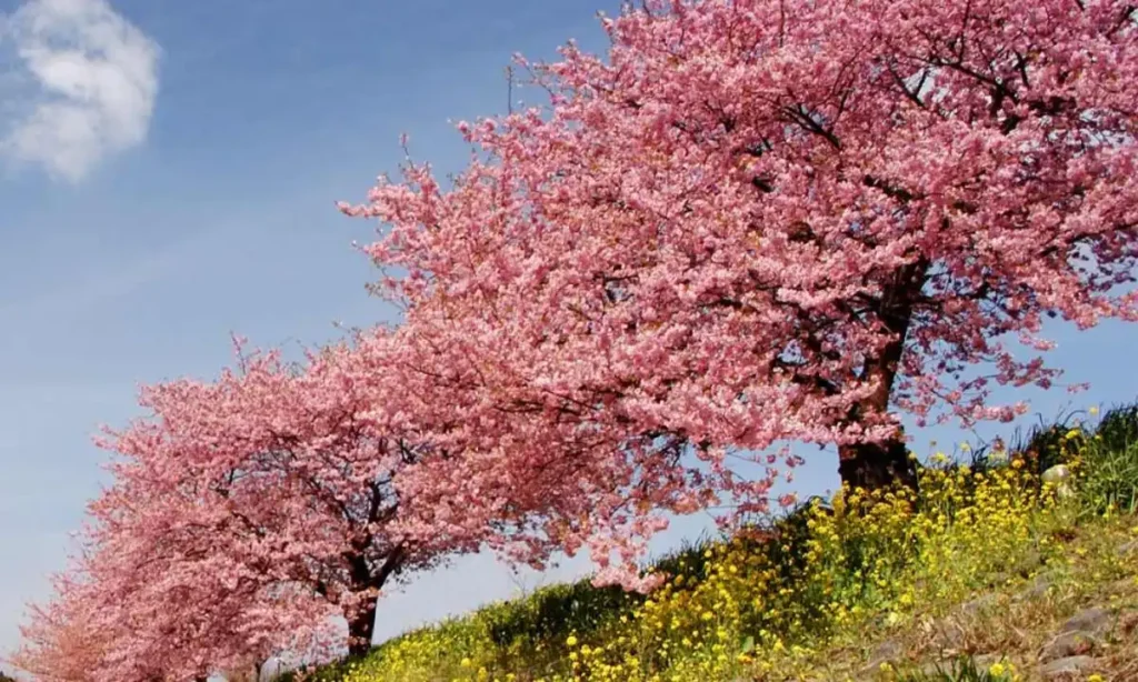Big Pink