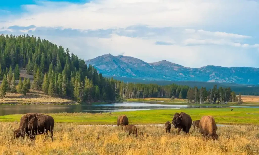 YellowstoneNationalParkWyoming